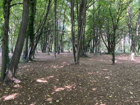 Sentiero lastricato nel bosco di querce ed eucalipti, tipico del Cammino Francese