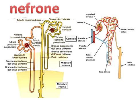 Schema anatomico dei reni e del nefrone con indicazione del processo di filtrazione glomerulare