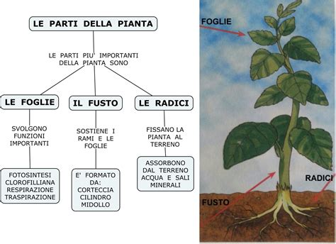 schema della struttura di una parrocchia e delle sue attività principali