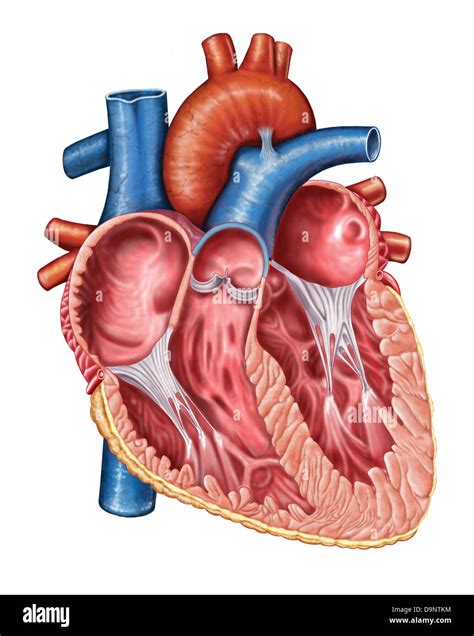 Illustrazione di un cuore umano aperto, con una luce divina che emana al suo interno