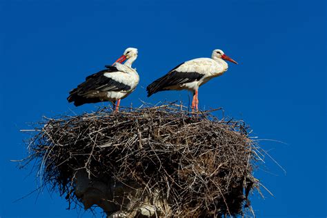Cicogna bianca nel suo nido con i piccoli, simbolo di fedeltà e cura parentale