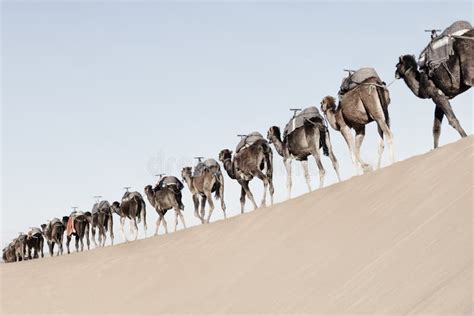 Carovana di cammelli che attraversa il deserto, simbolo del commercio pre-islamico