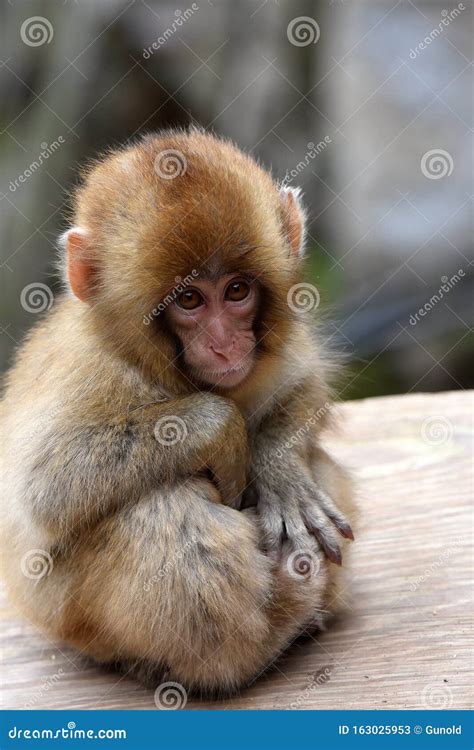 Foto di un macaco giapponese