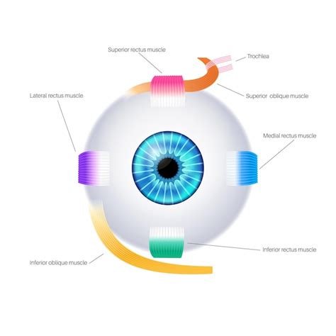 Schema che illustra i muscoli extraoculari coinvolti nella chirurgia dello strabismo