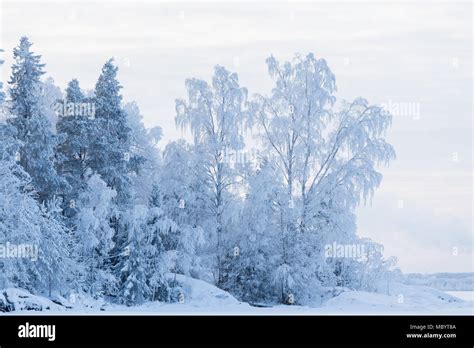 vista panoramica innevata della Lapponia con alberi coperti di neve e cielo limpido