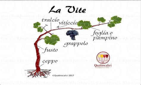 Un'infografica che mostra la vite e i tralci come simbolo dell'unione mistica tra Cristo e i santi, con icone che rappresentano la preghiera e la carità.