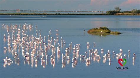 Panoramica del Parco del Delta del Po, con immagini di zone umide, canali e fauna selvatica.