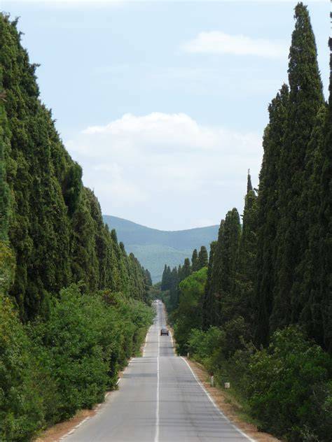 Il Viale dei Cipressi a Bolgheri con il Castello in lontananza