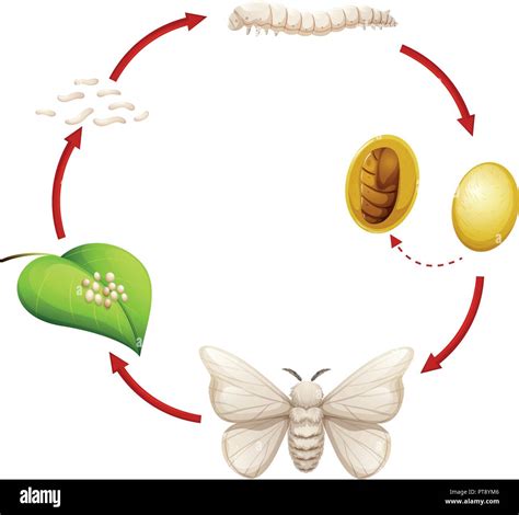 Illustrazione del ciclo di vita del baco da seta