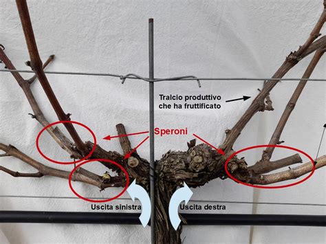 Rappresentazione artistica del Bastone di Santa Rita con il tralcio della vite miracolosa