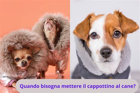 Infografica: quando mettere il cappotto al cane (età, razza, salute)