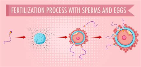 Diagramma della fecondazione che mostra spermatozoi X e Y