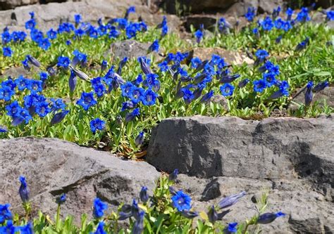 illustrazione di fiori che sbocciano tra rocce desertiche