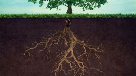 Illustrazione che mostra un albero con radici forti (fede e salvezza) che produce frutti abbondanti (buone opere).