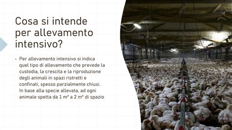 infografica sui danni dell'allevamento intensivo agli animali e all'ambiente
