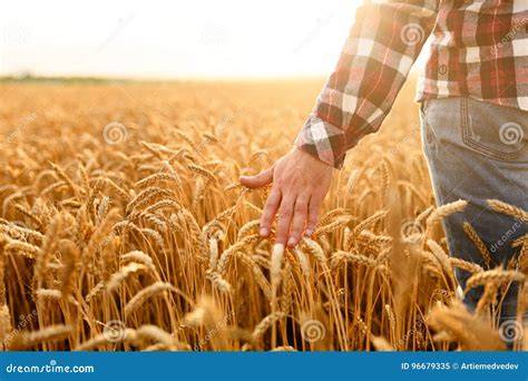 agricoltore che attende il raccolto con pazienza, immagine di costanza