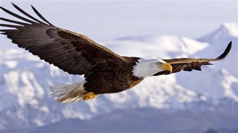 Immagine di un'aquila reale in volo sopra la Valle dell'Orfento