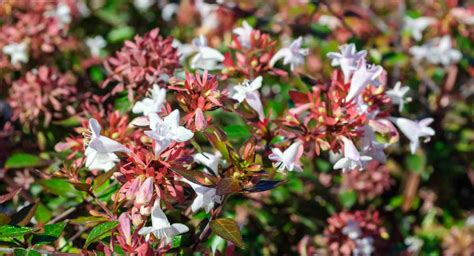Rosa che fiorisce in un giardino
