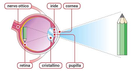 Infografica: come funziona la misurazione della vista digitalizzata