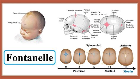 Illustrazione anatomica delle fontanelle craniche di un neonato
