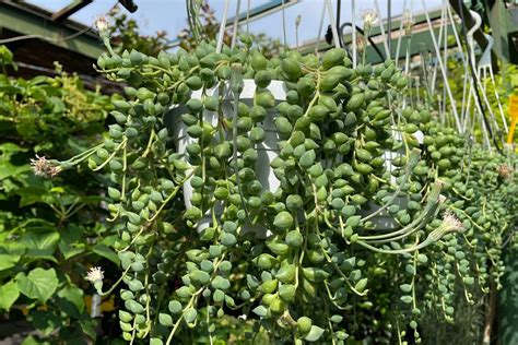 Primo piano delle foglie sferiche del Senecio rowleyanus con le caratteristiche finestre traslucide