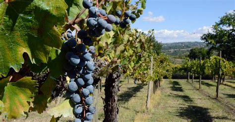 Fotografia di un vigneto della Clairette de Die con bottiglie di spumante