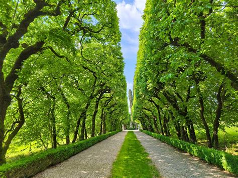 Veduta panoramica dello scenografico viale d'ingresso a doppia fila di carpini che conduce al Santuario di Cussanio