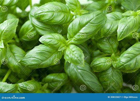foglie fresche di basilico