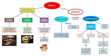 illustrazione sui pericoli dei funghi velenosi e l'importanza dell'identificazione