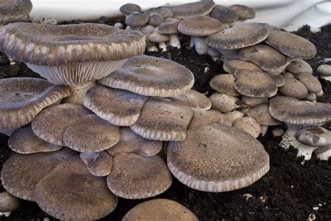 fotografia del fungo Cardoncello (Pleurotus eryngii) in diverse colorazioni