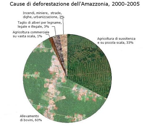 Infografica sulla deforestazione in Amazzonia e le sue cause