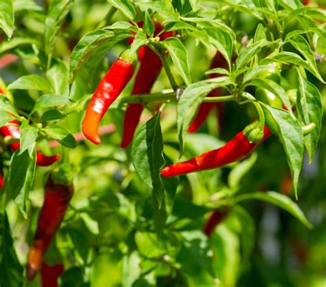 Infografica che mostra la varietà dei peperoncini coltivati e alcune delle erbe aromatiche rare presenti nel vivaio
