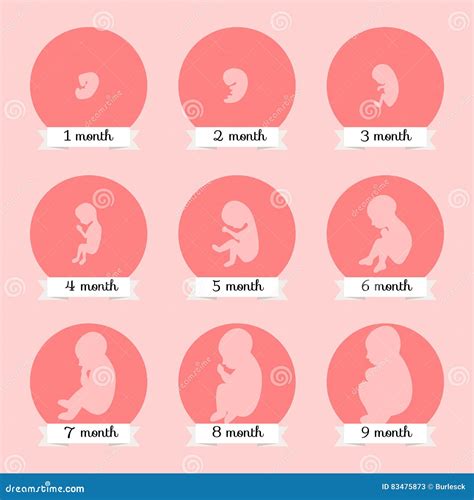 Infografica che mostra le fasi di crescita dell'embrione e del feto mese per mese