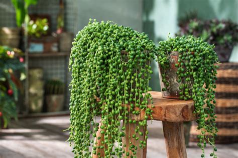 Pianta del Rosario Senecio Rowleyanus in vaso sospeso