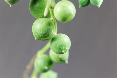 Dettaglio delle foglie sferiche del Senecio Rowleyanus con finestre traslucide