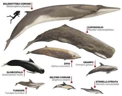 Infografica sulle specie di cetacei presenti nel Santuario Pelagos e le loro caratteristiche principali