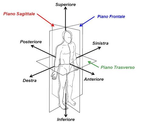 Schema illustrativo delle posizioni anatomiche tradizionalmente associate alle stimmate