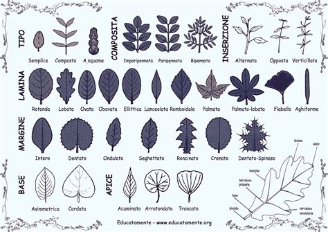 Illustrazione botanica dell'Albero dei Rosari con dettaglio di foglie, fiori e frutti globosi