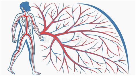 Illustrazione o schema che raffigura il giovane di Breno nell'atto di affrontare il coccodrillo con un tridente.