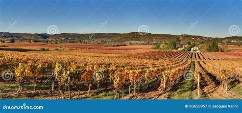Campo di viti in Champagne, Francia