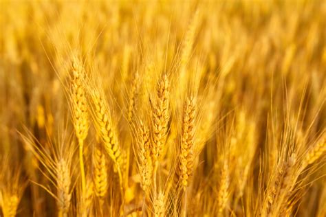 Campo di grano illuminato dal sole, con un raggio di luce che attraversa le spighe.