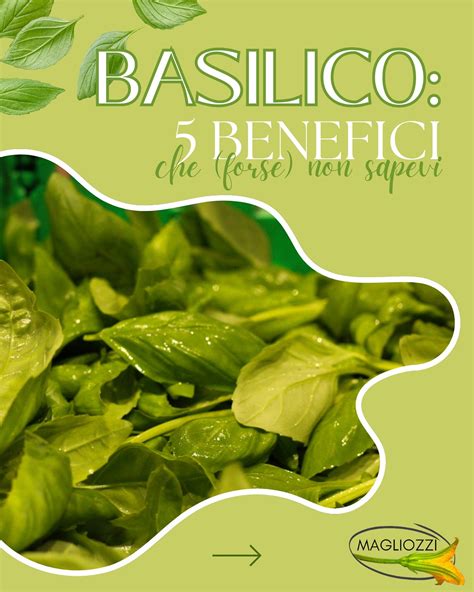 Infografica con i principali benefici del basilico per la salute