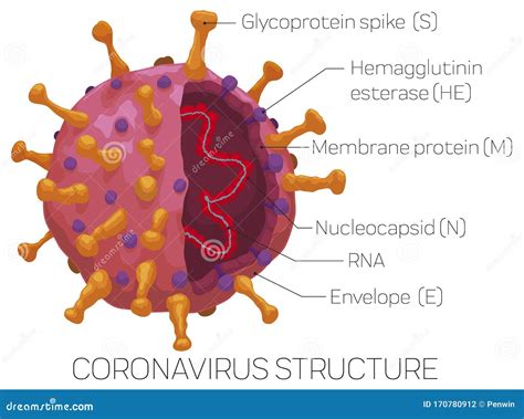 infografica che illustra la struttura del RnS: dalla base (Cenacoli e Gruppi) al coordinamento nazionale e diocesano