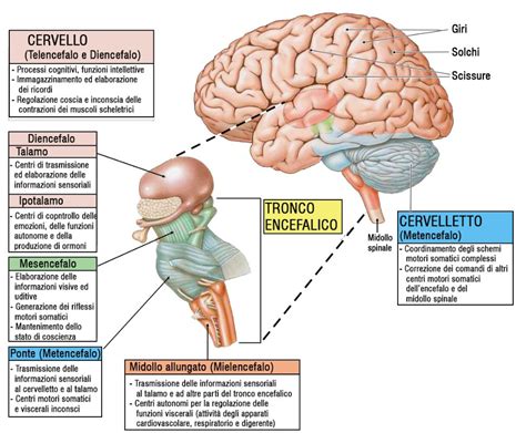 Illustrazione schematica delle diverse categorie di prodotti offerti dalla Farmacia Buon Pastore (alimenti naturali, cosmetici, erboristeria, farmacia, omeopatia)