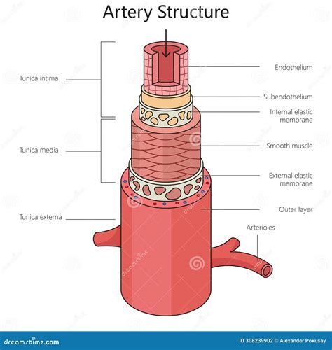 illustrazione schematica della struttura della coscienza secondo Grabovoi