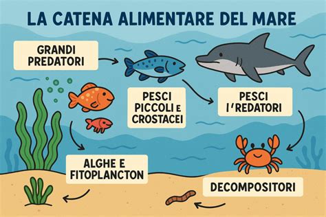 Infografica sulla catena alimentare marina nell'Adriatico
