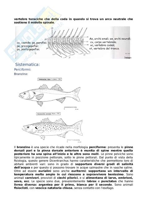 Illustrazione delle specie ittiche più comuni nell'Adriatico