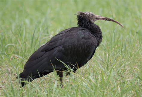 Foto di un Ibis eremita adulto con becco ricurvo e testa calva