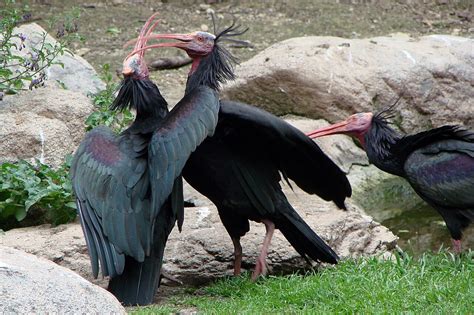 Immagine di Ibis eremita in un nido con pulcini