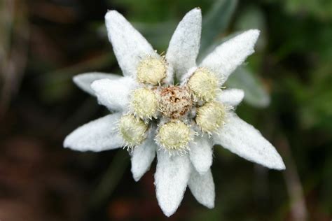 Foto di flora alpina tipica del Monte Lussari (es. stella alpina, erica)